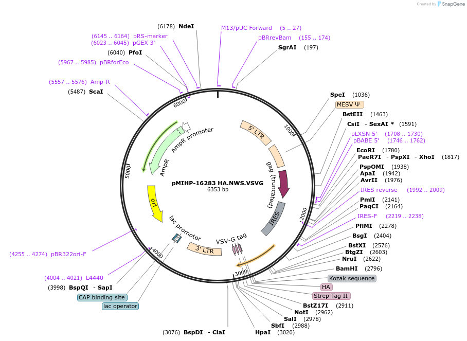 237597-plasmid-map-sequence-id-477141