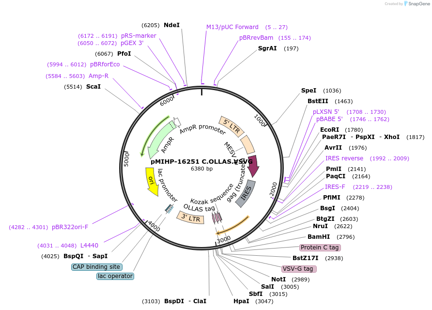 237592-plasmid-map-sequence-id-477144
