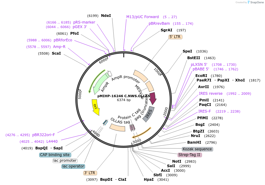 237588-plasmid-map-sequence-id-477145
