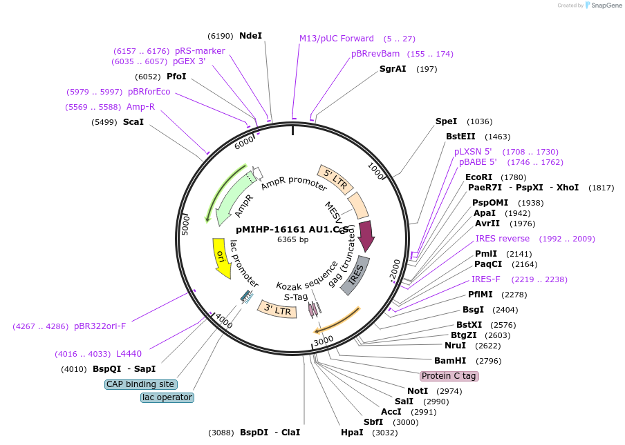 237562-plasmid-map-sequence-id-477149