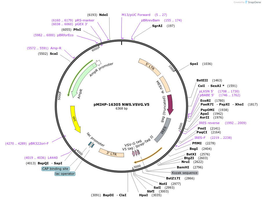 237600-plasmid-map-sequence-id-477150