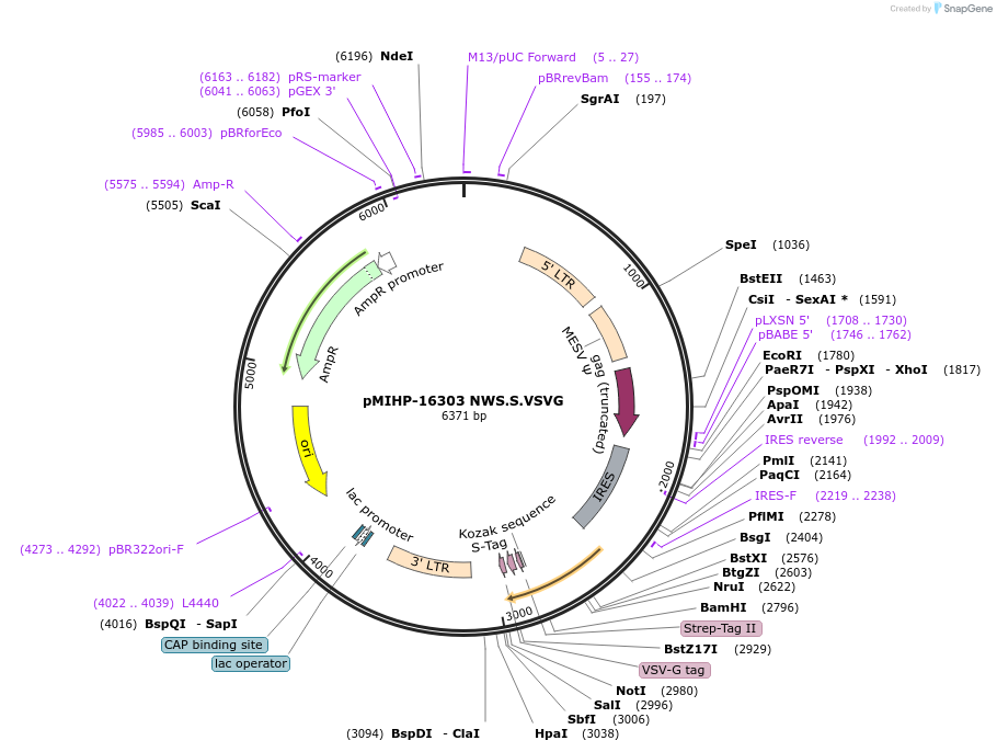 237599-plasmid-map-sequence-id-477151