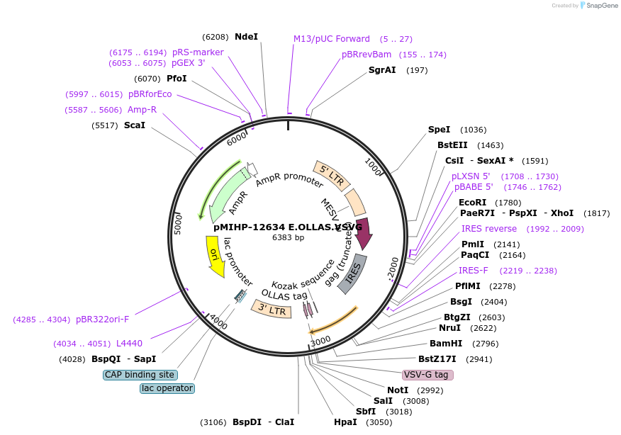 237577-plasmid-map-sequence-id-477152