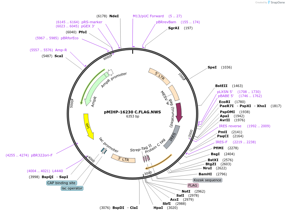237567-plasmid-map-sequence-id-477153