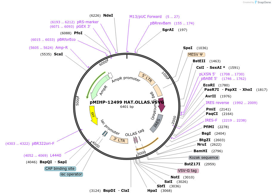 237580-plasmid-map-sequence-id-477157