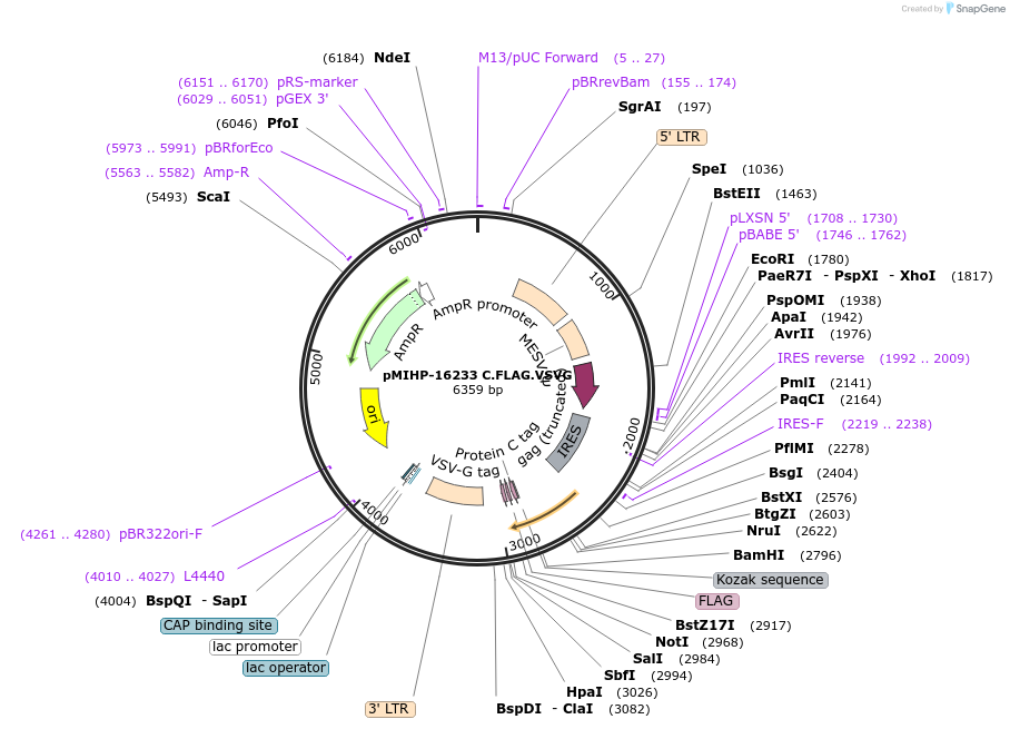 237582-plasmid-map-sequence-id-477161