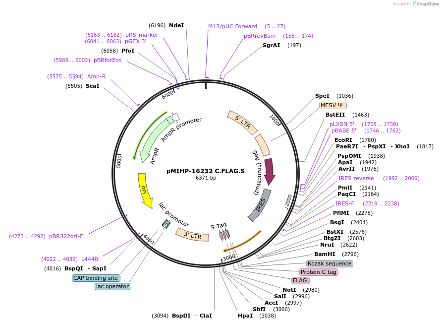 237569-plasmid-map-sequence-id-477164