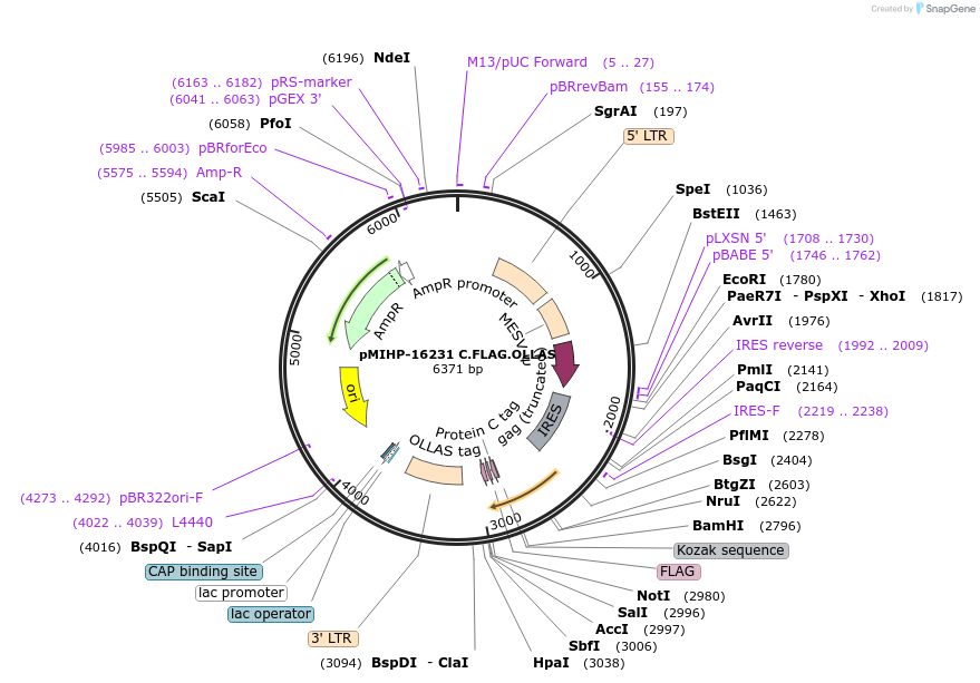 237568-plasmid-map-sequence-id-477165