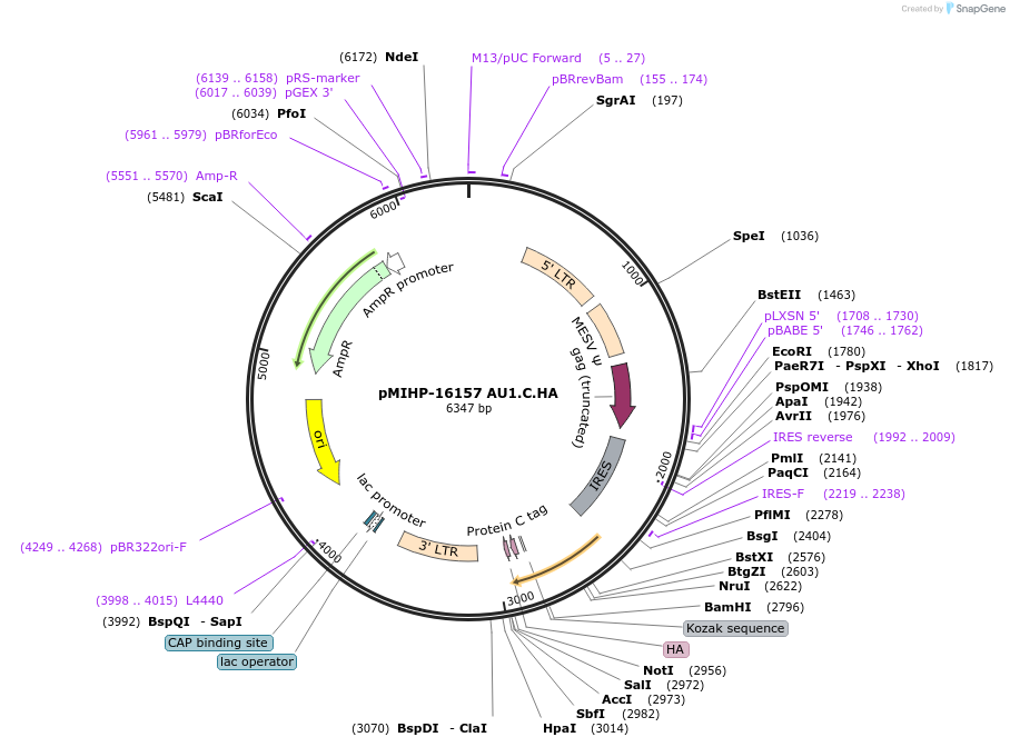 237559-plasmid-map-sequence-id-477171
