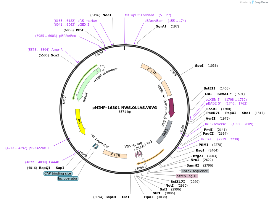 237598-plasmid-map-sequence-id-477172