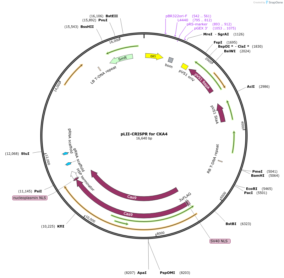 238521-plasmid-map-sequence-id-477173