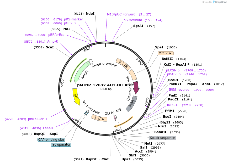 237603-plasmid-map-sequence-id-477174