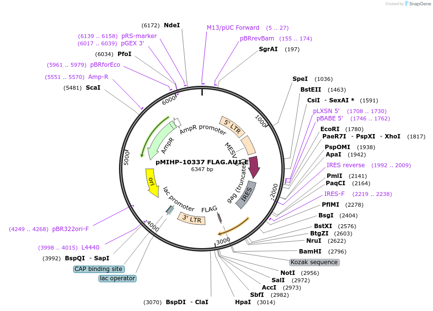 237602-plasmid-map-sequence-id-477175