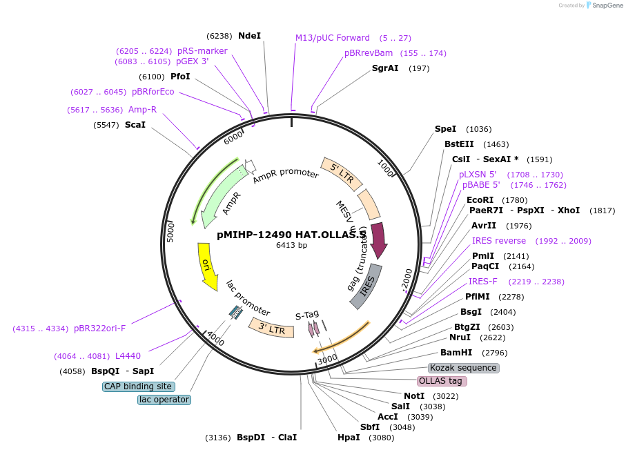 237578-plasmid-map-sequence-id-477176