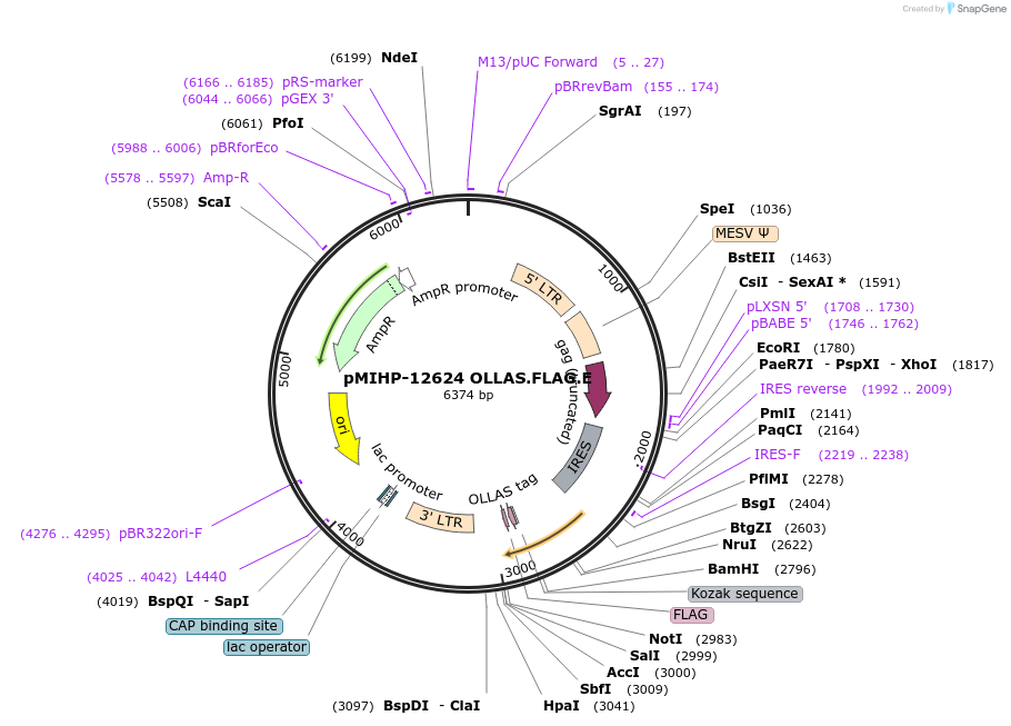 237575-plasmid-map-sequence-id-477185