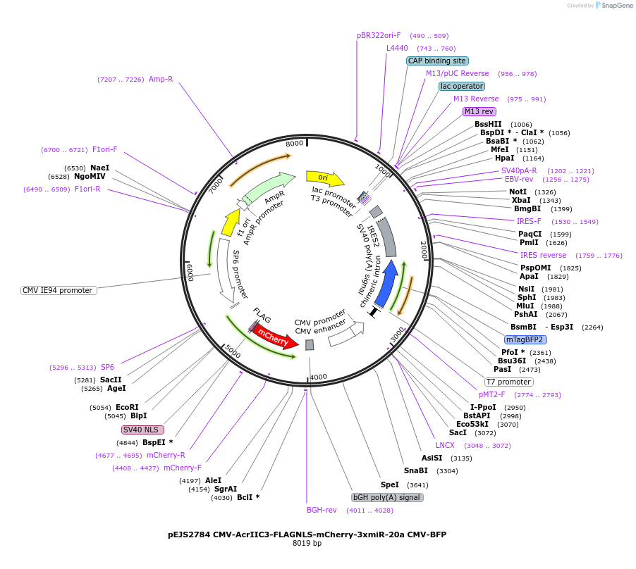 240514-plasmid-map-sequence-id-477194