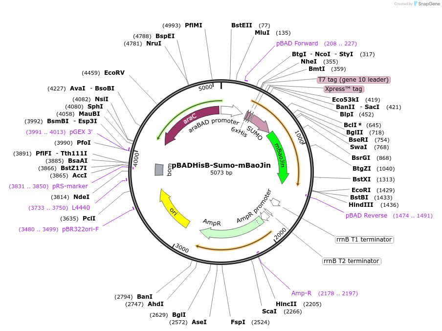 229580-plasmid-map-sequence-id-477195