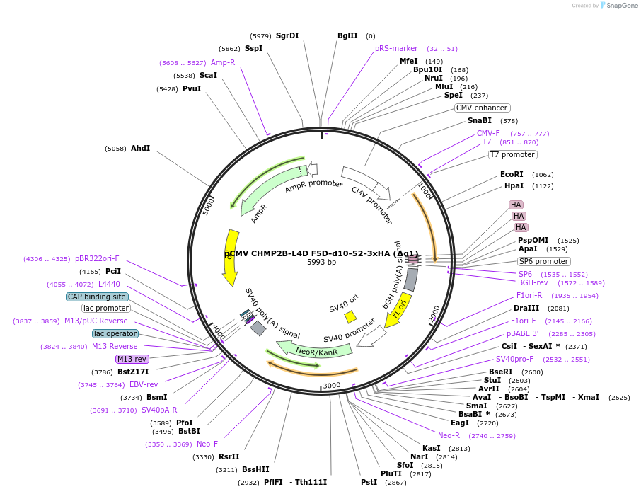 232004-plasmid-map-sequence-id-477196