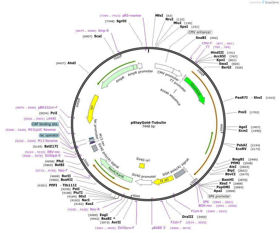 229571-plasmid-map-sequence-id-477199