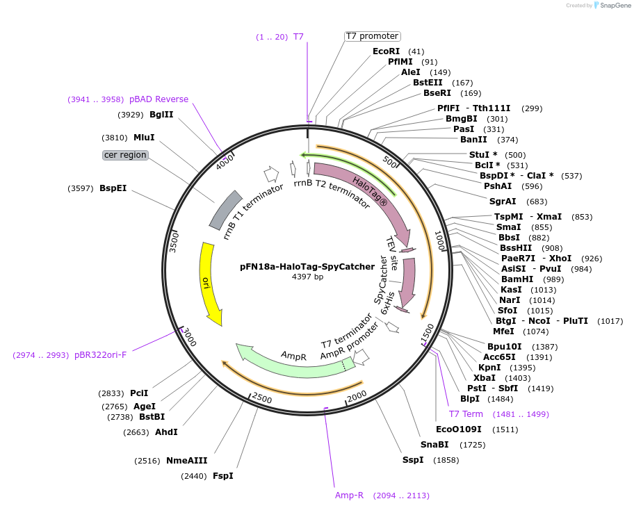 240511-plasmid-map-sequence-id-477200