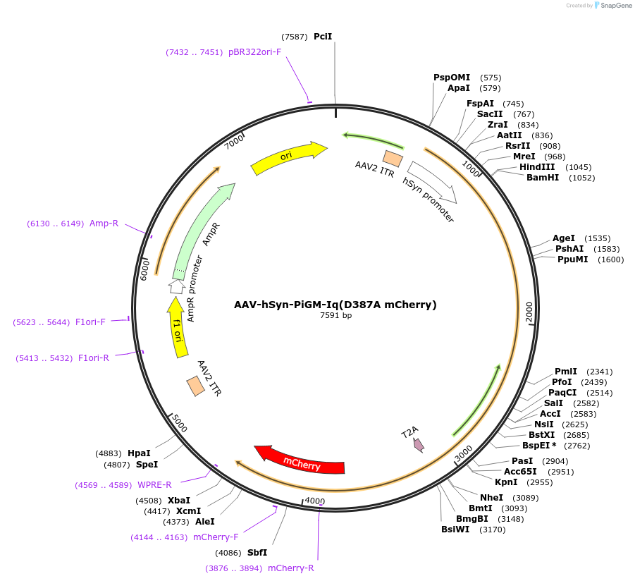 221605-plasmid-map-sequence-id-477205
