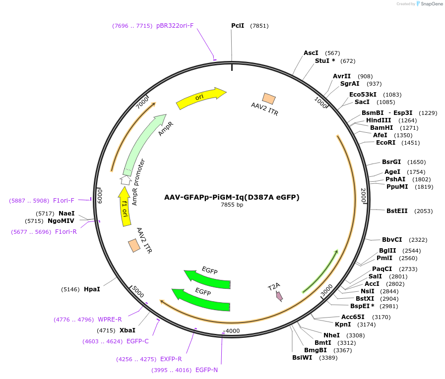 221607-plasmid-map-sequence-id-477210