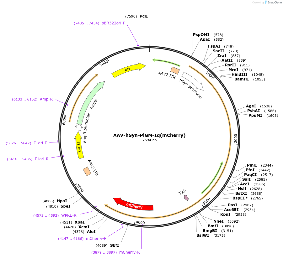 221604-plasmid-map-sequence-id-477226