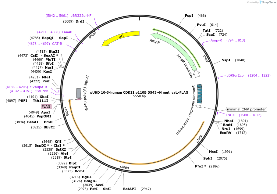 240139-plasmid-map-sequence-id-477229