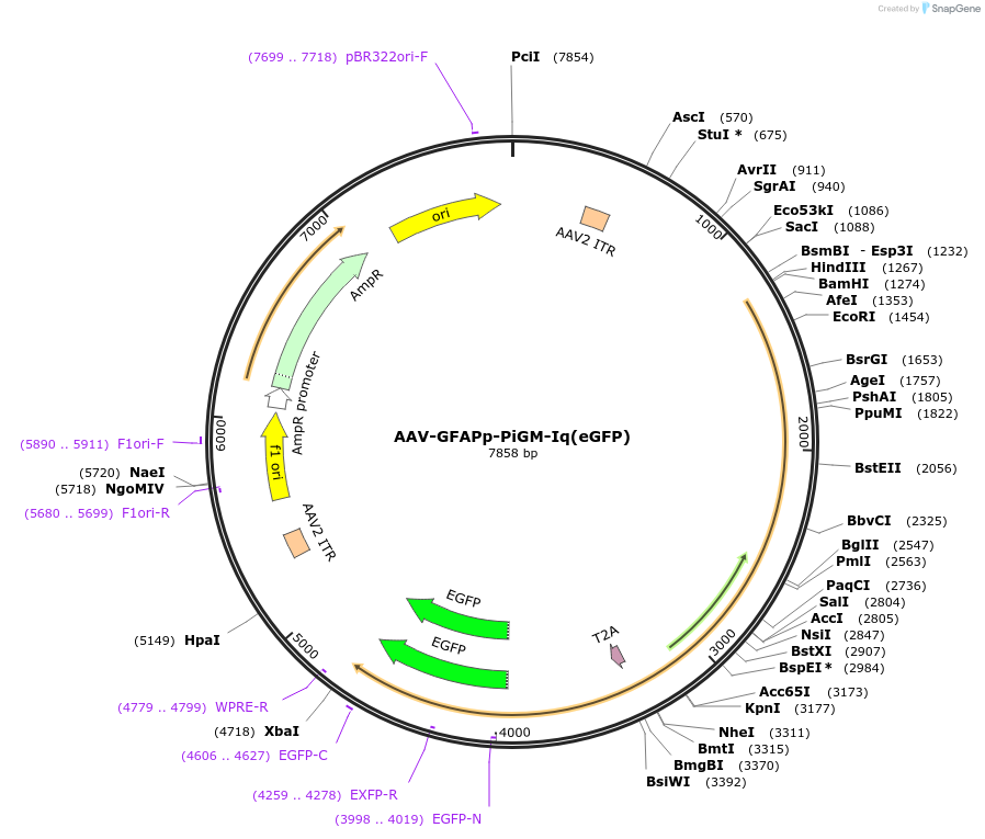 221606-plasmid-map-sequence-id-477231