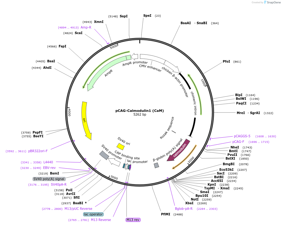 240202-plasmid-map-sequence-id-477254