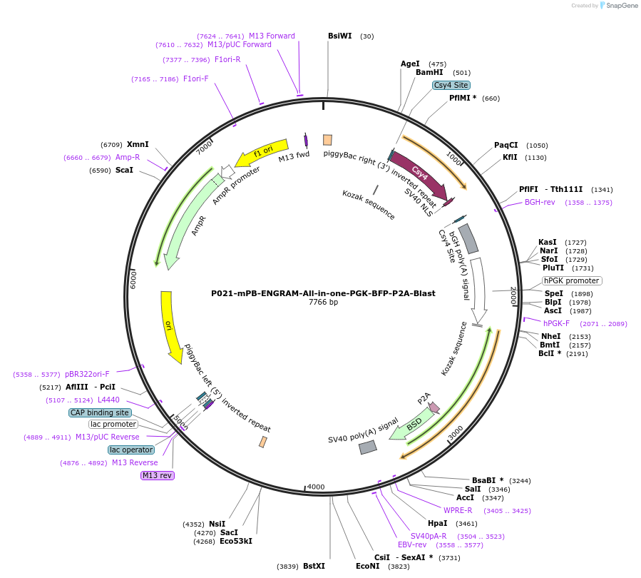 239972-plasmid-map-sequence-id-477255