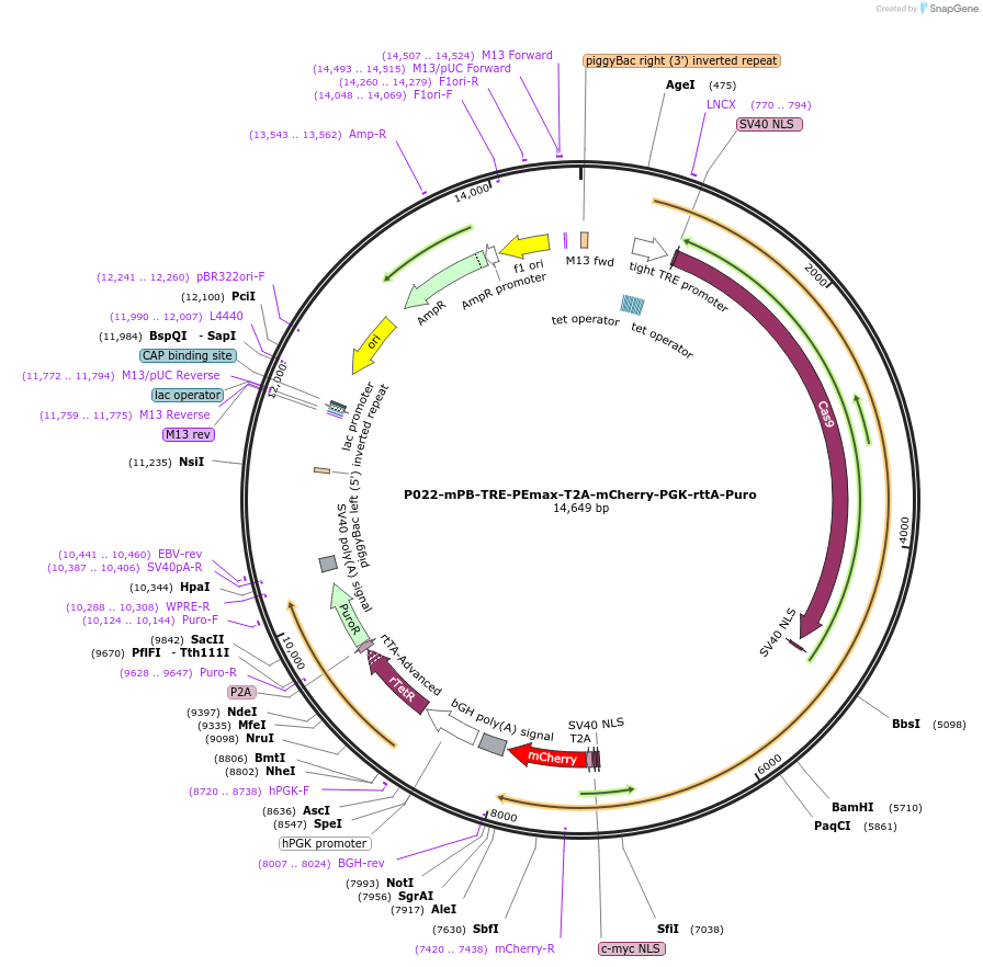 239974-plasmid-map-sequence-id-477256