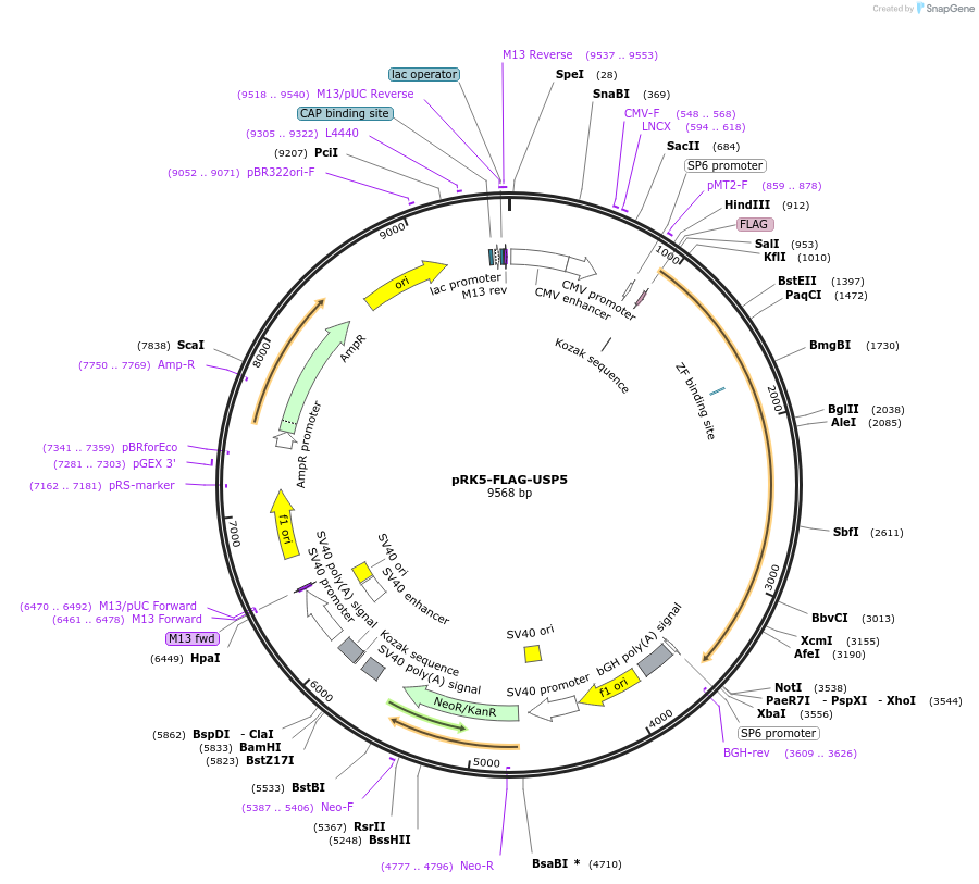 61742-plasmid-map-sequence-id-477257