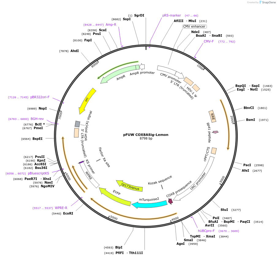 239560-plasmid-map-sequence-id-477264