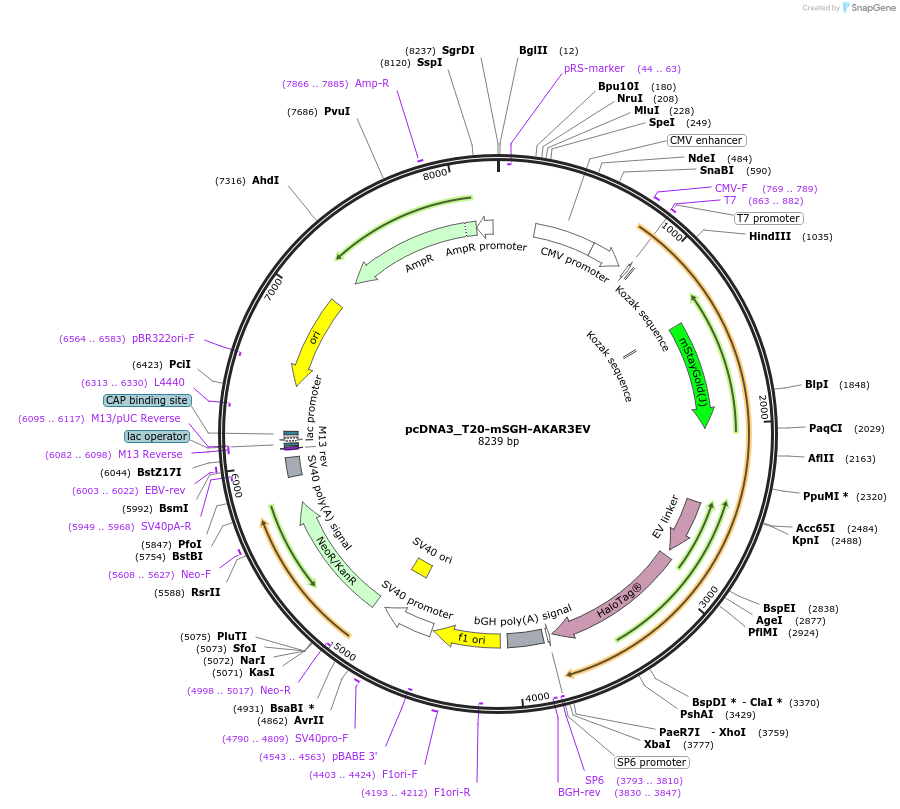 236210-plasmid-map-sequence-id-477270