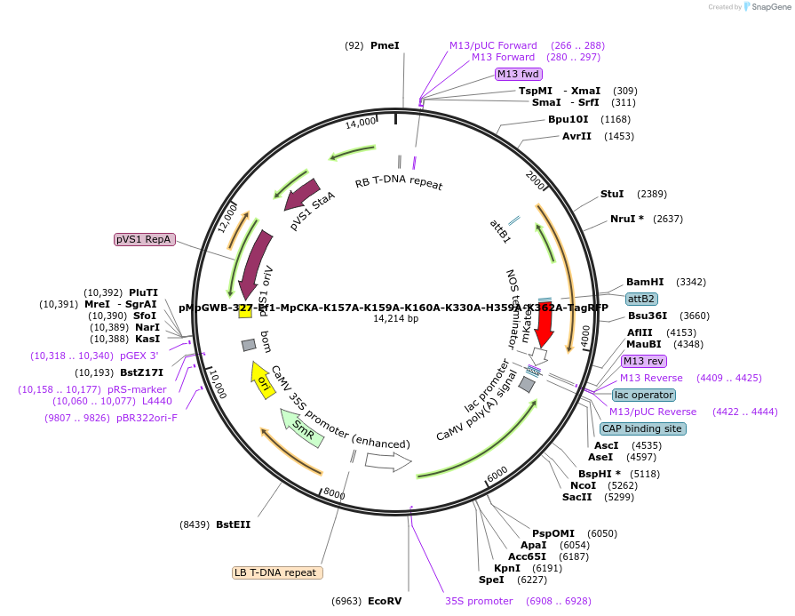 238531-plasmid-map-sequence-id-477279