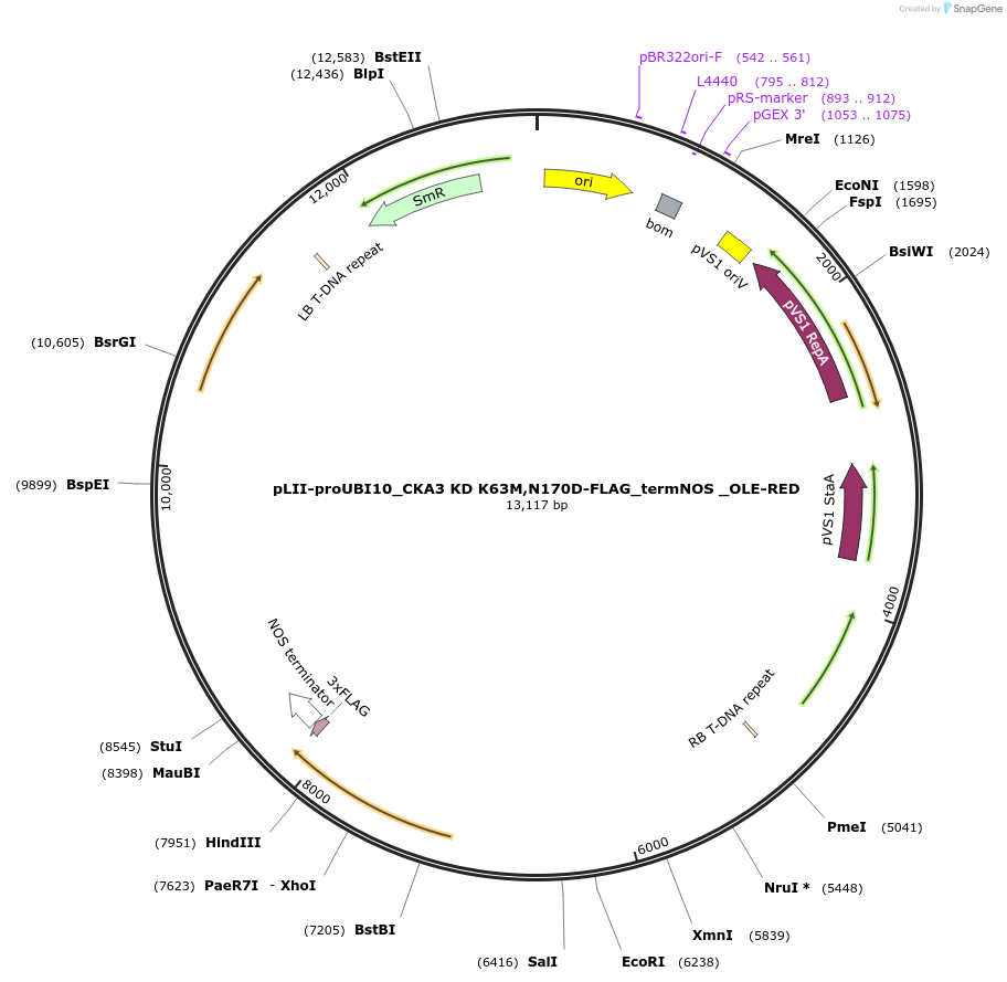 238523-plasmid-map-sequence-id-477281