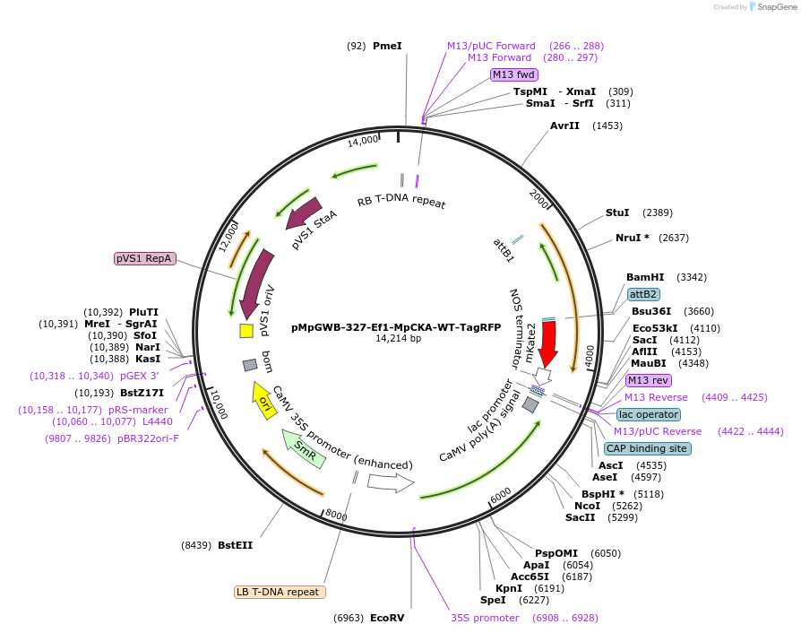 238529-plasmid-map-sequence-id-477294