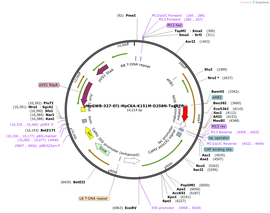 238530-plasmid-map-sequence-id-477295