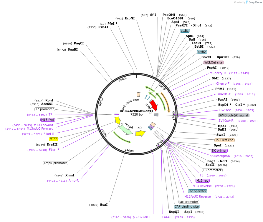 239991-plasmid-map-sequence-id-477298