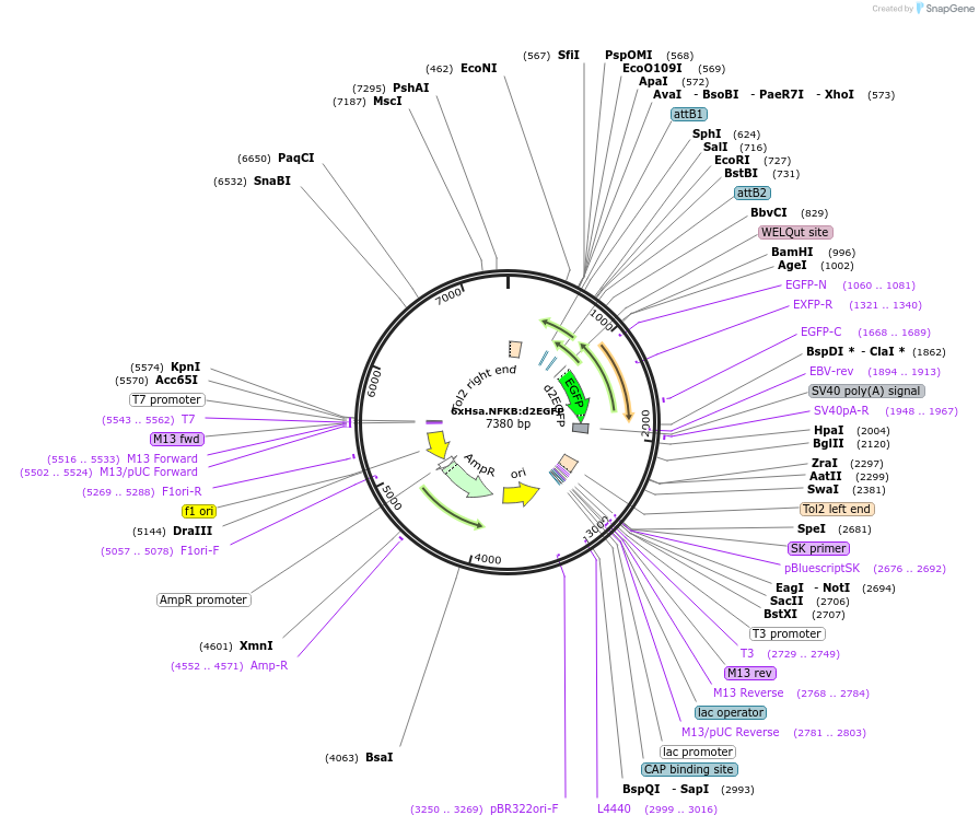 239990-plasmid-map-sequence-id-477300