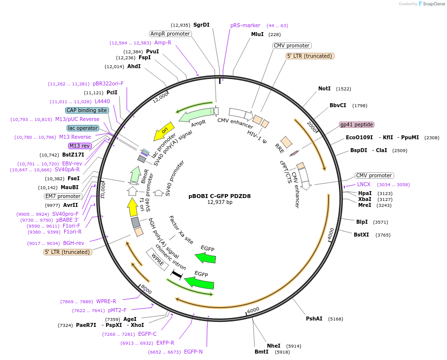 227823-plasmid-map-sequence-id-477303