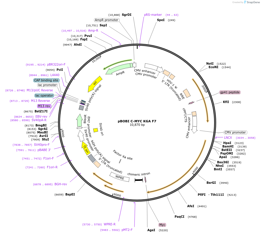 227821-plasmid-map-sequence-id-477304