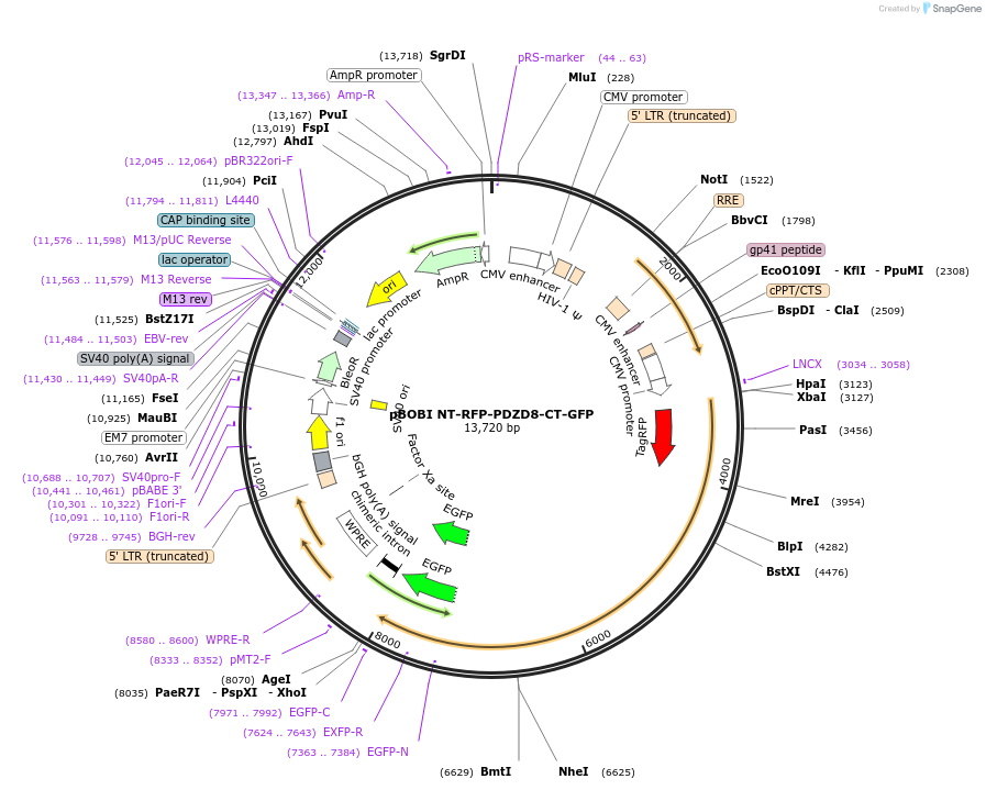 227824-plasmid-map-sequence-id-477305
