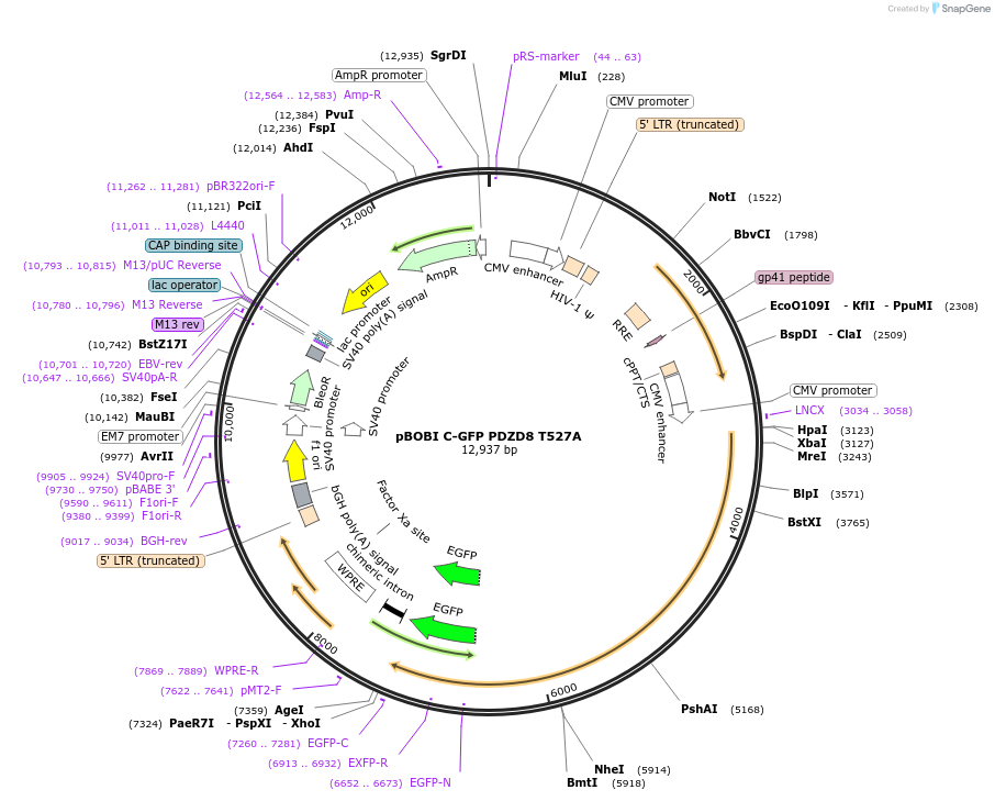 227825-plasmid-map-sequence-id-477306