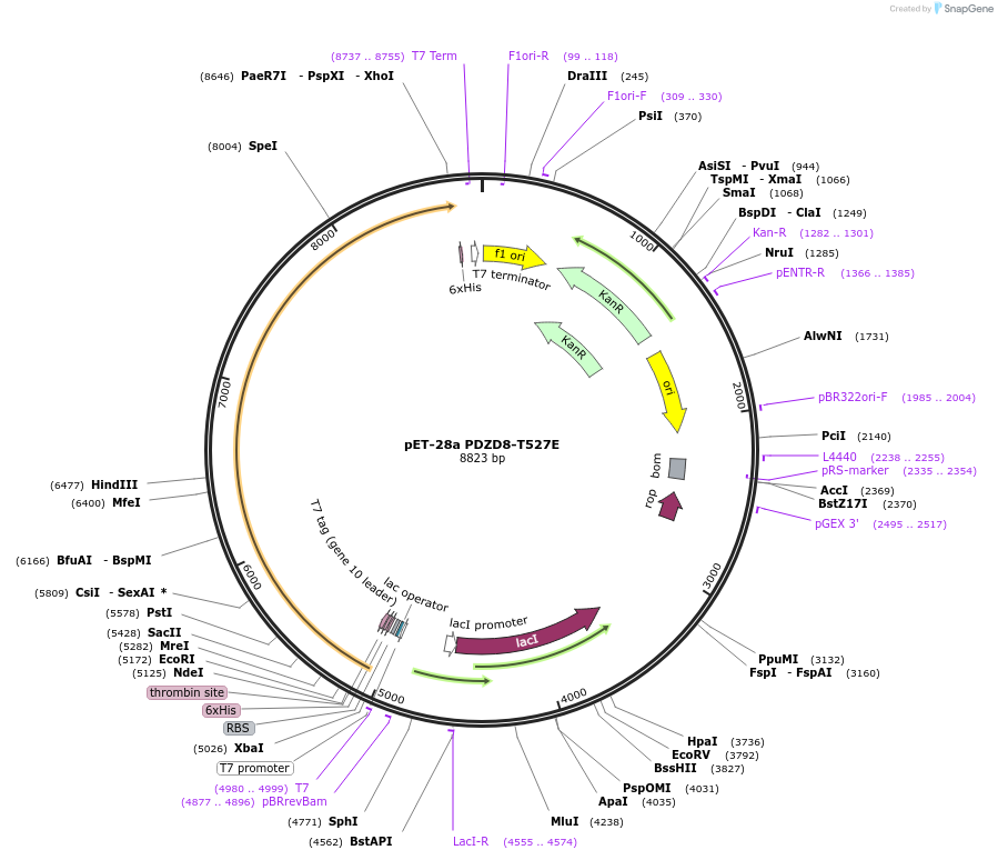 227852-plasmid-map-sequence-id-477307