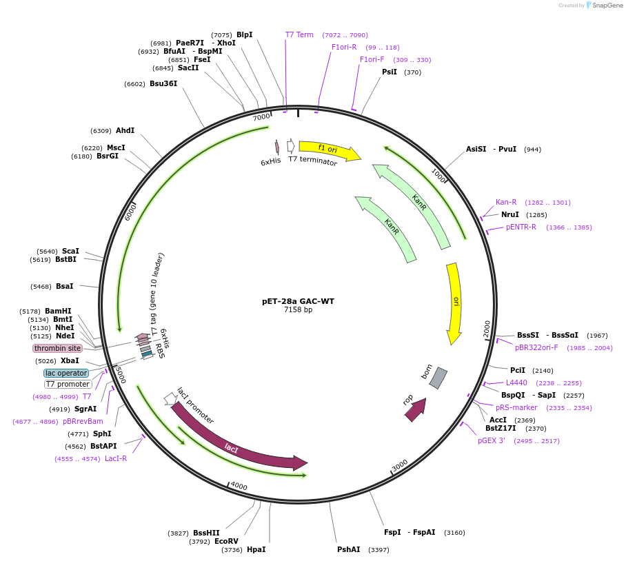 227845-plasmid-map-sequence-id-477308