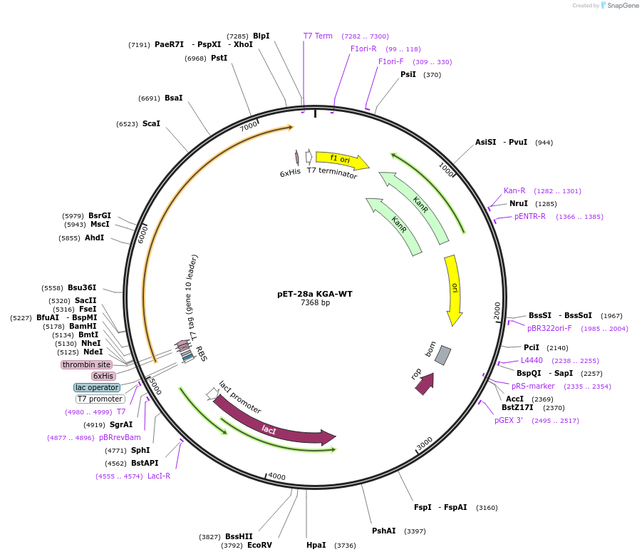 227846-plasmid-map-sequence-id-477309