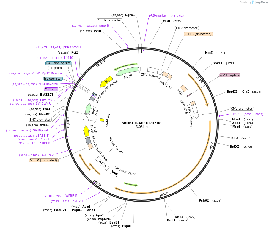 227827-plasmid-map-sequence-id-477311