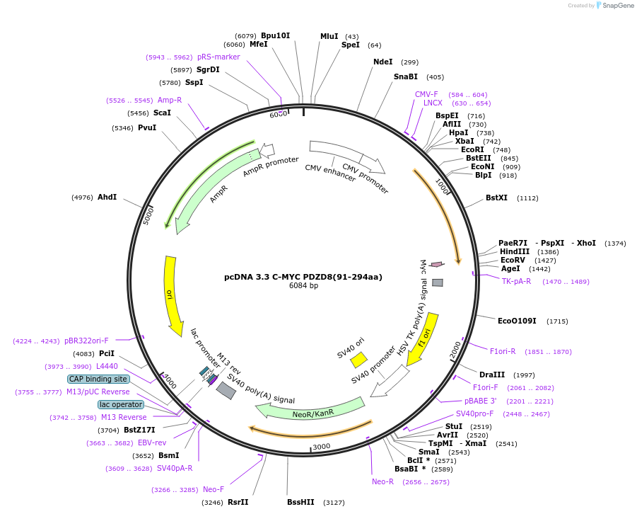 227866-plasmid-map-sequence-id-477312